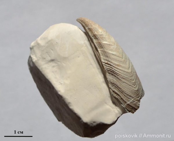 маастрихт, Крым, Cirripedia, Балаклава, усоногие раки, arcoscalpellum