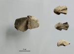 Hadrocheilus