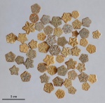 Isocrinus ? neocomiensis (Desor, 1847)