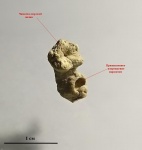 Cyrtocrinus variabilis с прижизненным повреждением