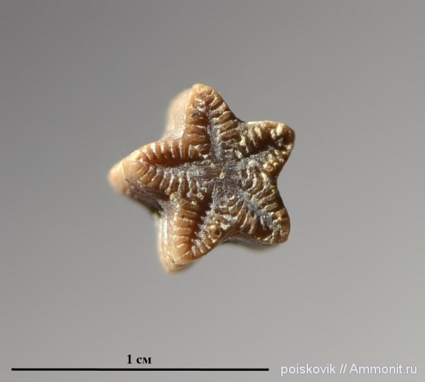 морские лилии, криноидеи, Крым, Балаклава, Isocrinus
