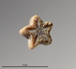 Isocrinus? lissajouxi