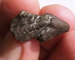 Hadrocheilus (Dentatobeccus) compositus Shimansky