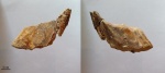 Edaphodon, правая мандибулярная пластина