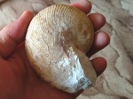 Cymatoceras