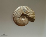 Anahoplites