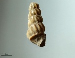 Confusiscala