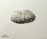 Морской еж