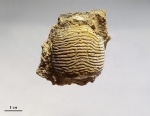 Lophoranina. sp