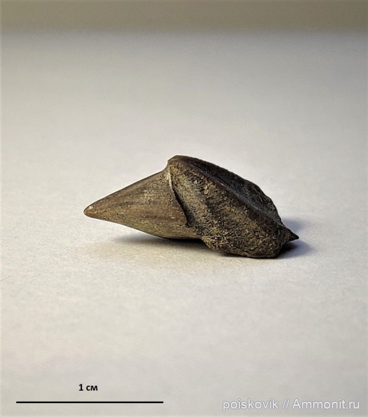 Крым, ринхолиты, баррем, Erlangericheilus insigne