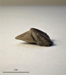 Ринхолит Erlangericheilus insigne Shimansky