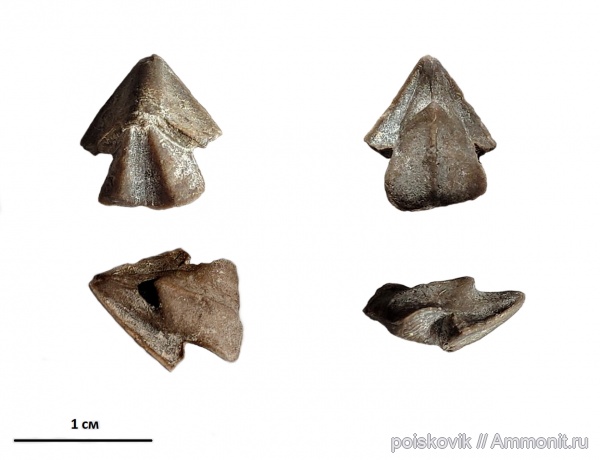 оксфорд, Крым, ринхолиты, Hadrocheilus (Dentatobeccus)