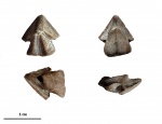 Hadrocheilus (Dentatobeccus)