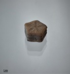 Isocrinus? neocomiensis