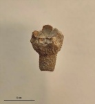 Cyrtocrinus variabilis