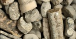 Фрагменты стеблей Cainocrinus