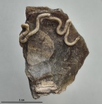 Glomerula gordialis (von Schlotheim, 1820)