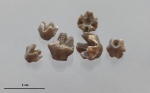 Чашечки морских лилий Phyllocrinus malbosianus d'Orbigny, 1850