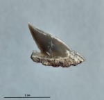 Squalicorax