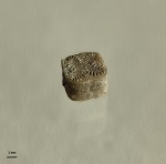 4-х лучевой членик морской лилии