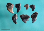 Зубы рыб Eotrigonodon