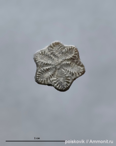 морские лилии, иглокожие, Крым, Балаклава, Isocrinus