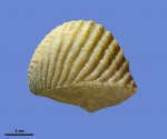 Myophorella mordvilkoae