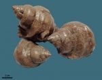 Harpagodes jaccardi