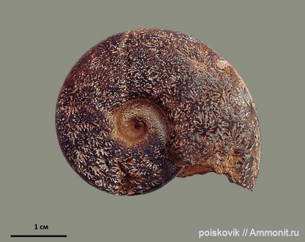 аммониты, головоногие моллюски, берриас, Крым, Ammonites, лопастные линии