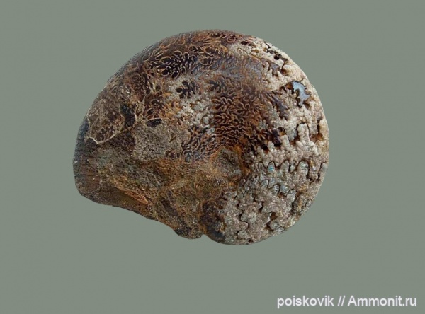 аммониты, головоногие моллюски, Крым, баррем, нижний баррем, Euphylloceras, Ammonites, лопастные линии, Phylloceratidae, Euphylloceras ponticuli