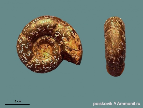 аммониты, головоногие моллюски, Крым, баррем, нижний баррем, Ammonites, лопастные линии, Barremian