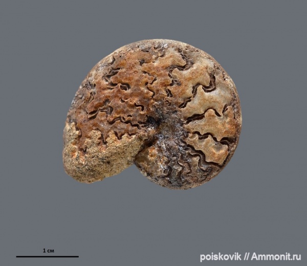 аммониты, головоногие моллюски, берриас, Крым, Ammonites, лопастные линии, Ptychophylloceras, Berriasian