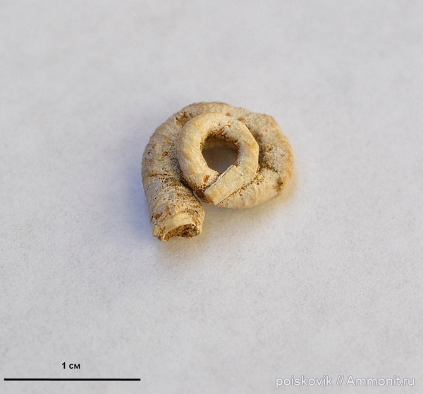 серпулы, Крым, готерив, Serpulidae, нижний готерив
