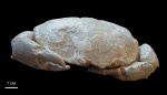 Xanthopsis