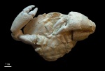Xanthopsis