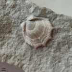 Раковина двустворчатого моллюска Neithea