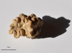 Meandraraea sp