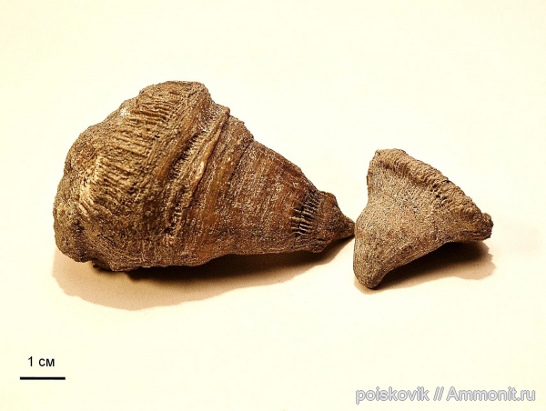 кораллы, берриас, Крым, Балаклава, Montlivaltia, Scleractinia, Berriasian