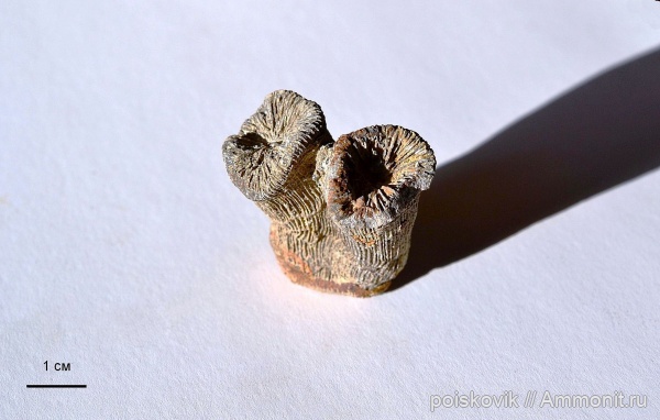 кораллы, Крым, Thecosmilia, Scleractinia