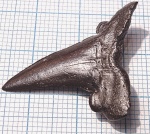 Striatolamia macrota