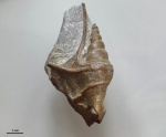 Cuphosolenus