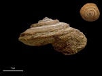 Pleurotomaria sp.