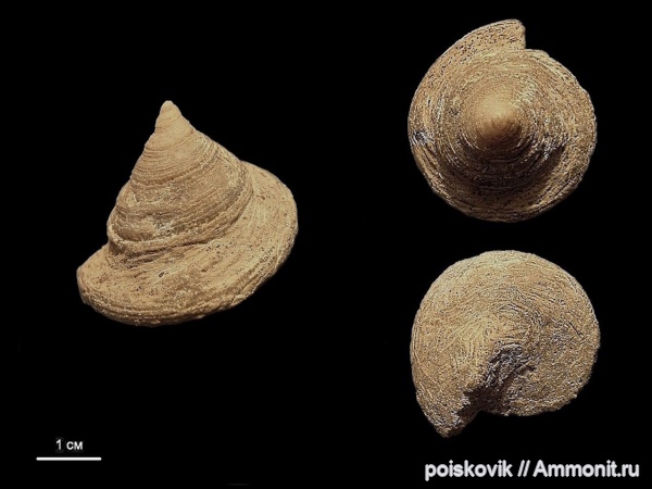гастроподы, Pleurotomaria, брюхоногие моллюски, Крым