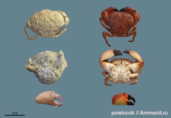 членистоногие, раки, Крым, Xanthopsis, крабы