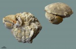 Xanthopsis