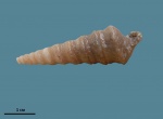 Nerinea