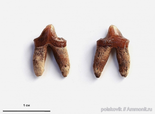 зубы, позвоночные, млекопитающие, Крым, тюлени, teeth