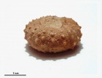 Phymosoma