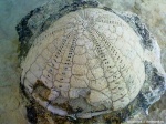 Echinocorys