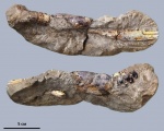 Hoploparia